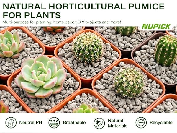 pumice for plant
