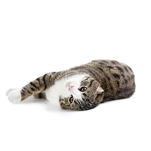 cute cat laying down kitty litter kitten
