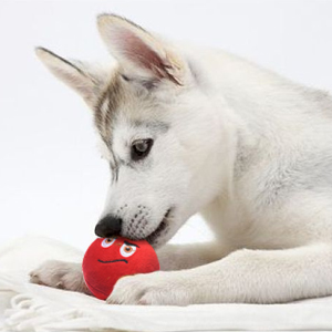 chew