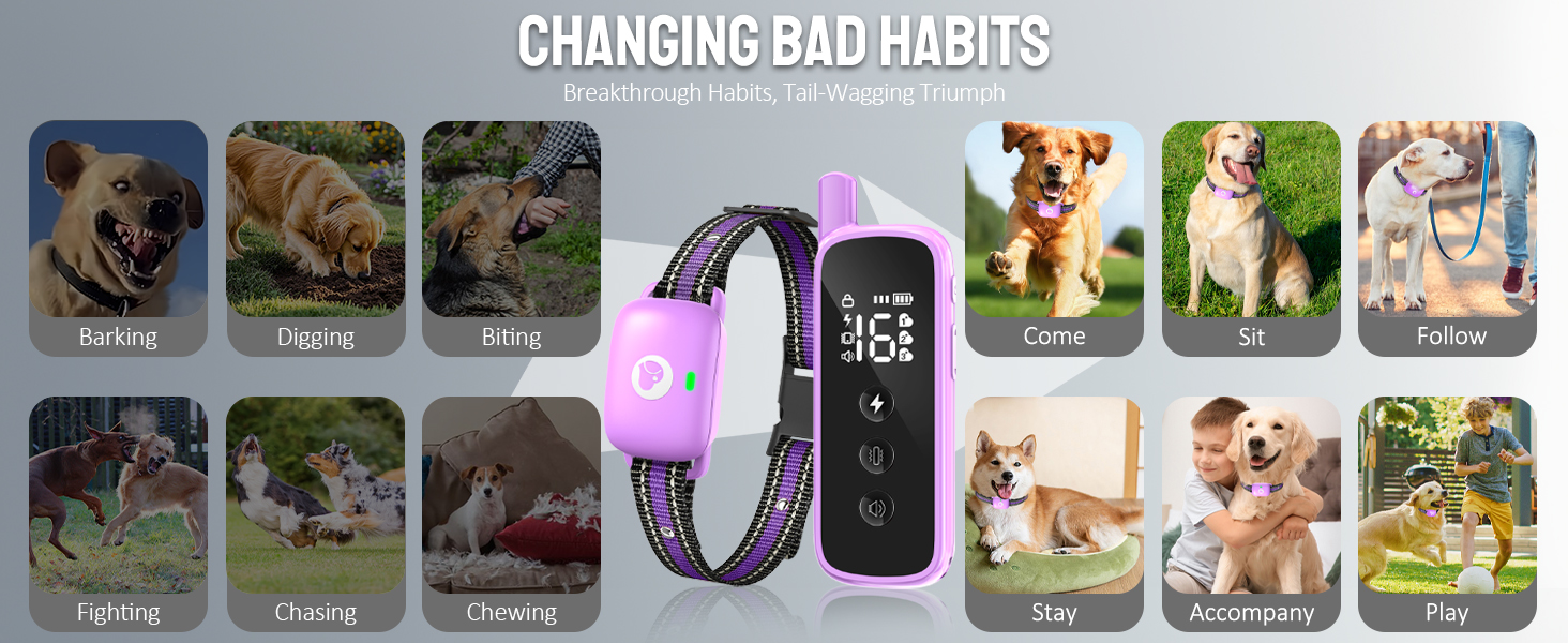 dog training collar