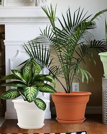 plant pot outdoor