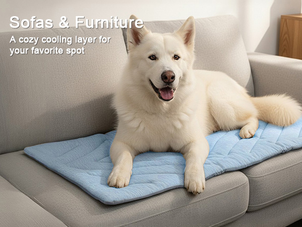 Sofas & Furniture