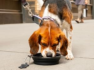 Collapsible Dog Bowl
