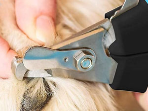 dog nail trim animal nail clipper quick finder pet nail clippers