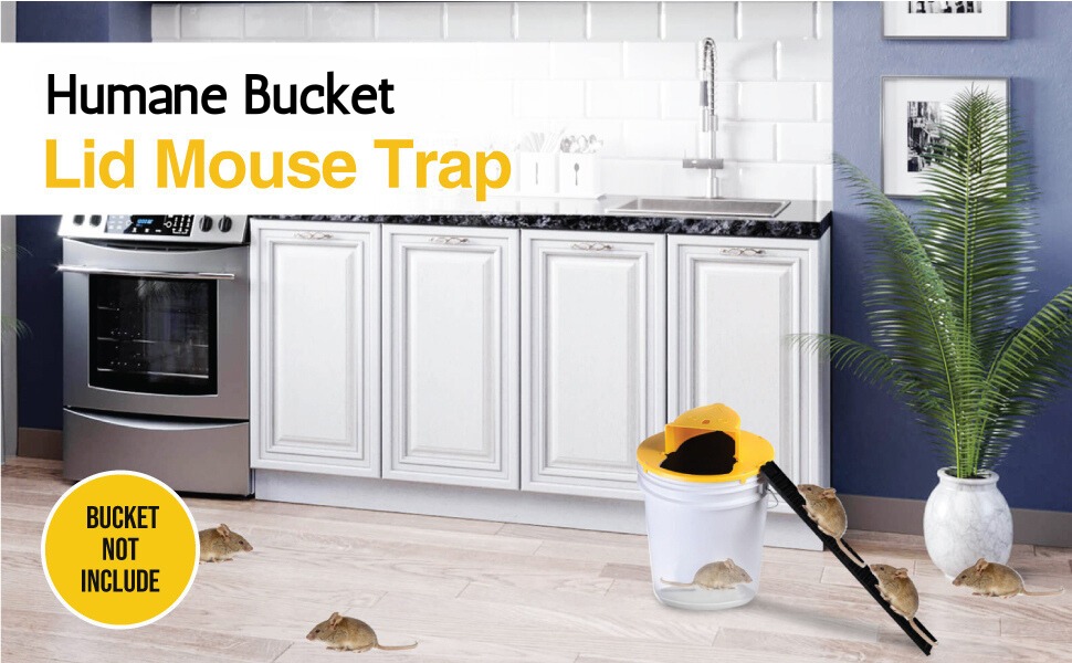 Humane Mouse Trap