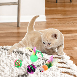 cat tunnel