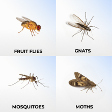 fruit flies, gnats, mosquitoes, moths