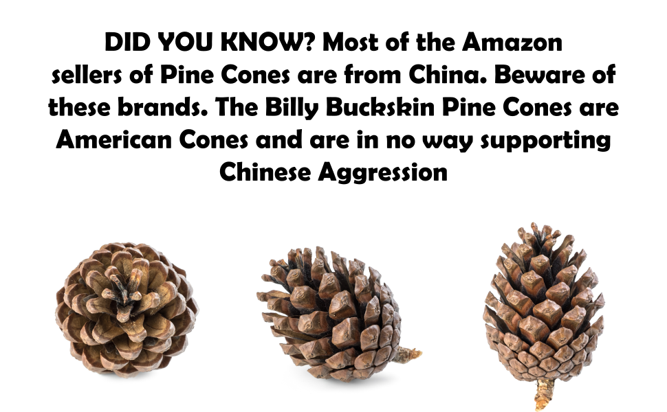 pine cone