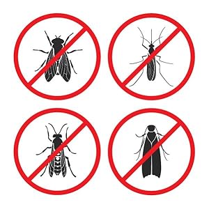 mosquito