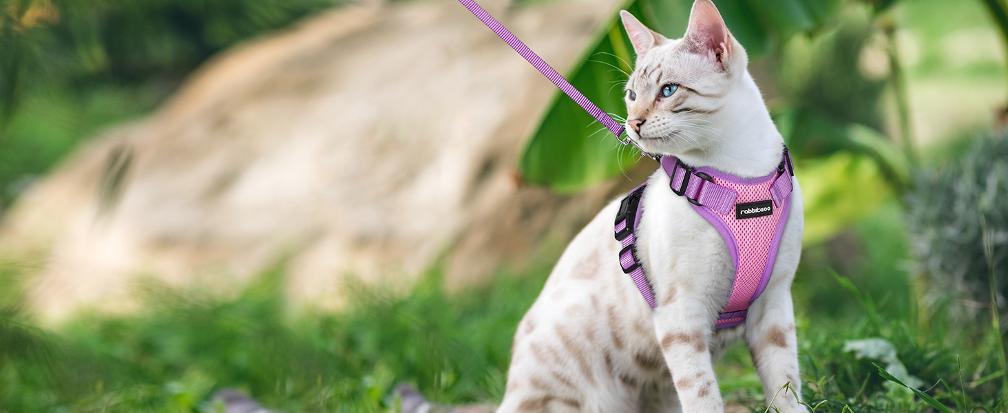 cat harness