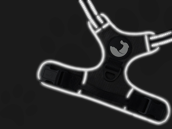dog harness