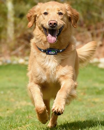Veconix dog collar