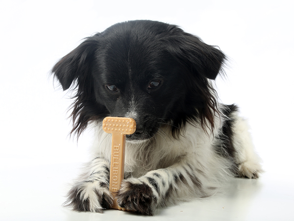 Original Bullibone dog chew toy