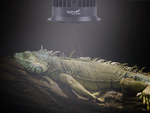 uvb lamp for reptiles