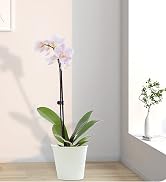 10Pcs Plant Support Stakes