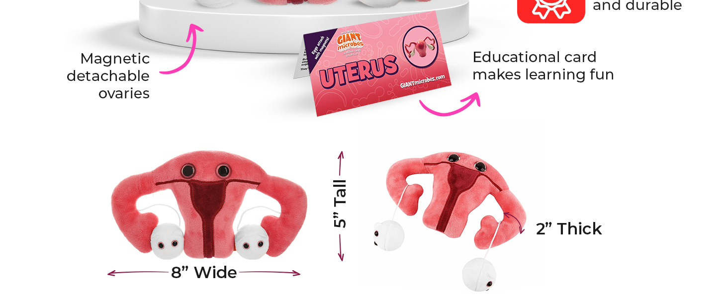 Uterus Stress Toy midwife gift Ovary Model Gynecology office gifts IVF Gift Biology Gifts