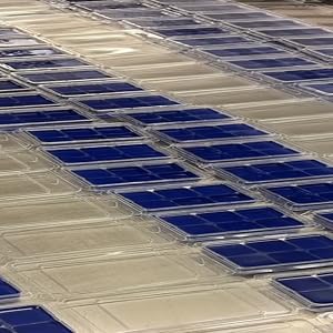 Image of our highy fragrant wax melts cooling off after pouring