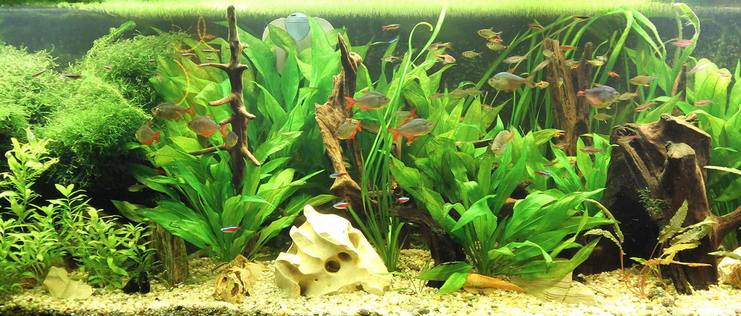 fish tank aquarium