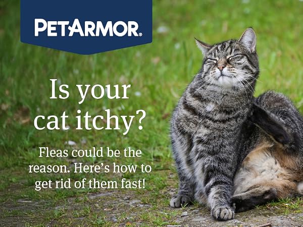 is your cat itchy?
