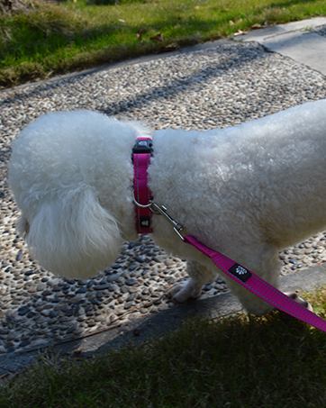 Leash&Collar