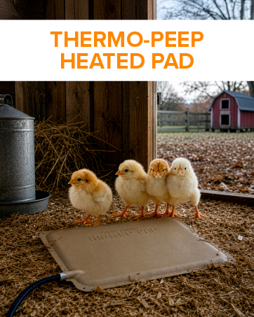 Versatile Heating Solution For Chicks
