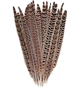 10 Pcs Long Pheasant Tail Feathers Natural Pheasant Feathers Floral Arrangement Feathers Feather ...