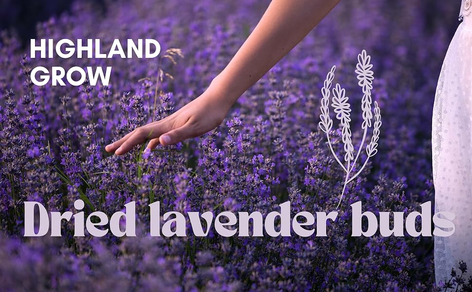 highland lavender flower buds