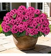 Besteek 8 Pcs 17" Artificial Geranium Flowers for Outdoors, Fake Silk Flowers UV Resistant Realis...