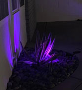 purple solar lights