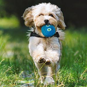 fetching
