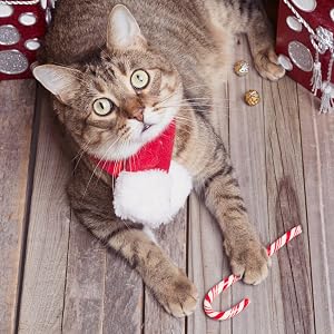 cat toy