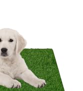 Dog Potty