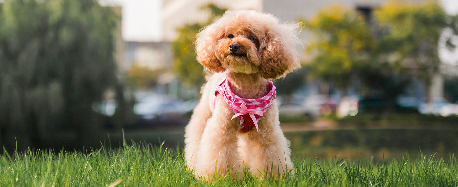 fuschia dog harness