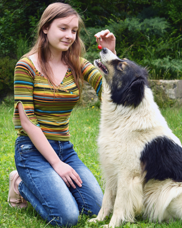 dog shock collar