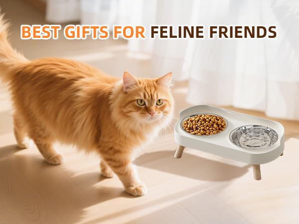 cat food bowl