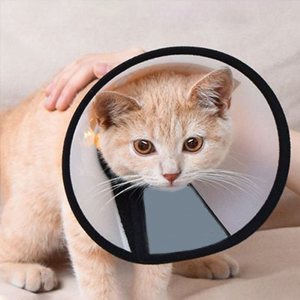 pet cone