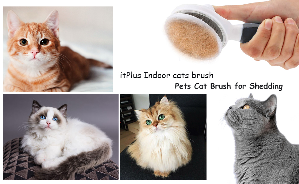 cats grooming brush