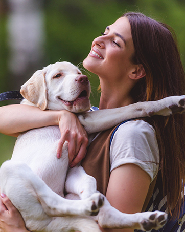 dog training collar