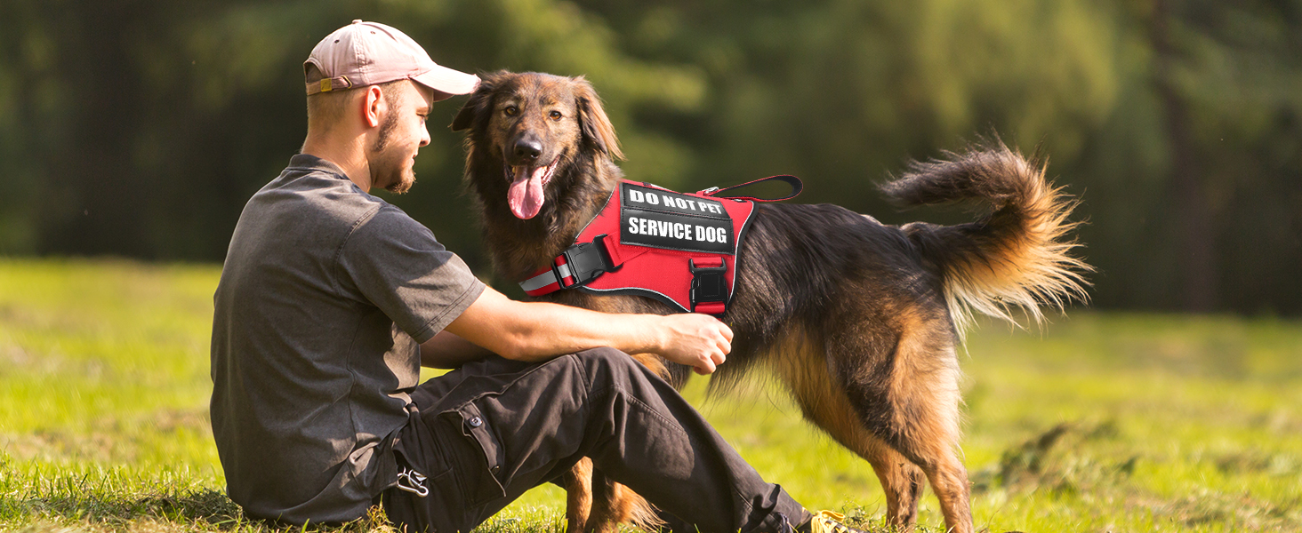 in training dog harness for large dogs