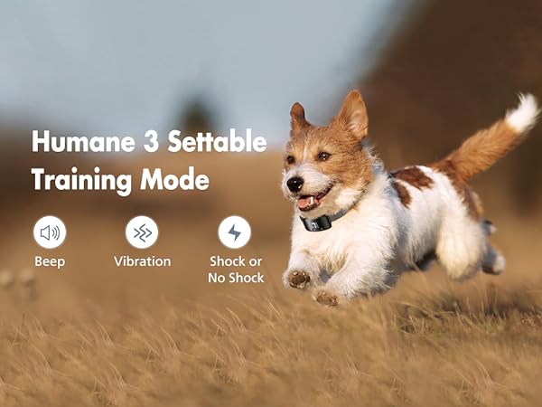 shock collar