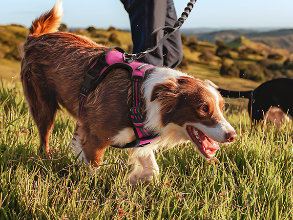 dog harness