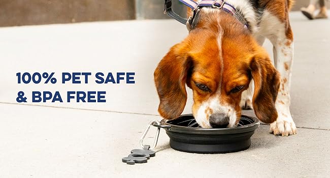 Collapsible Dog Bowl