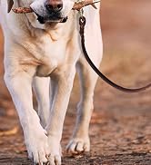 leather dog leash for large dogs