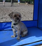 Small dog inside Pop-up Shade Oasis blocking the suns harmful UV Rays