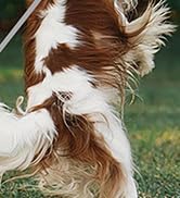 Retractable Dog Leash