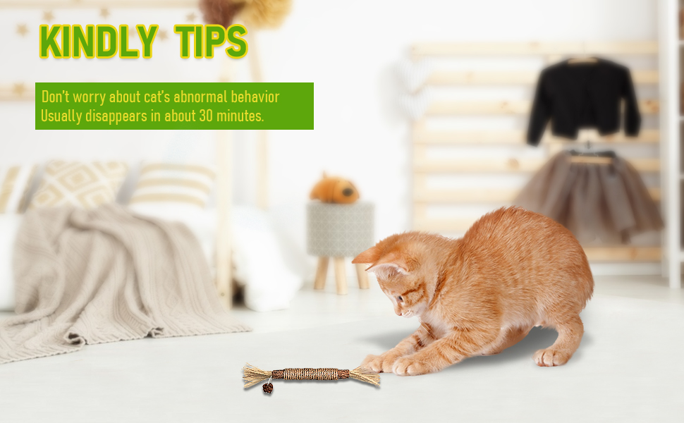 cat toys