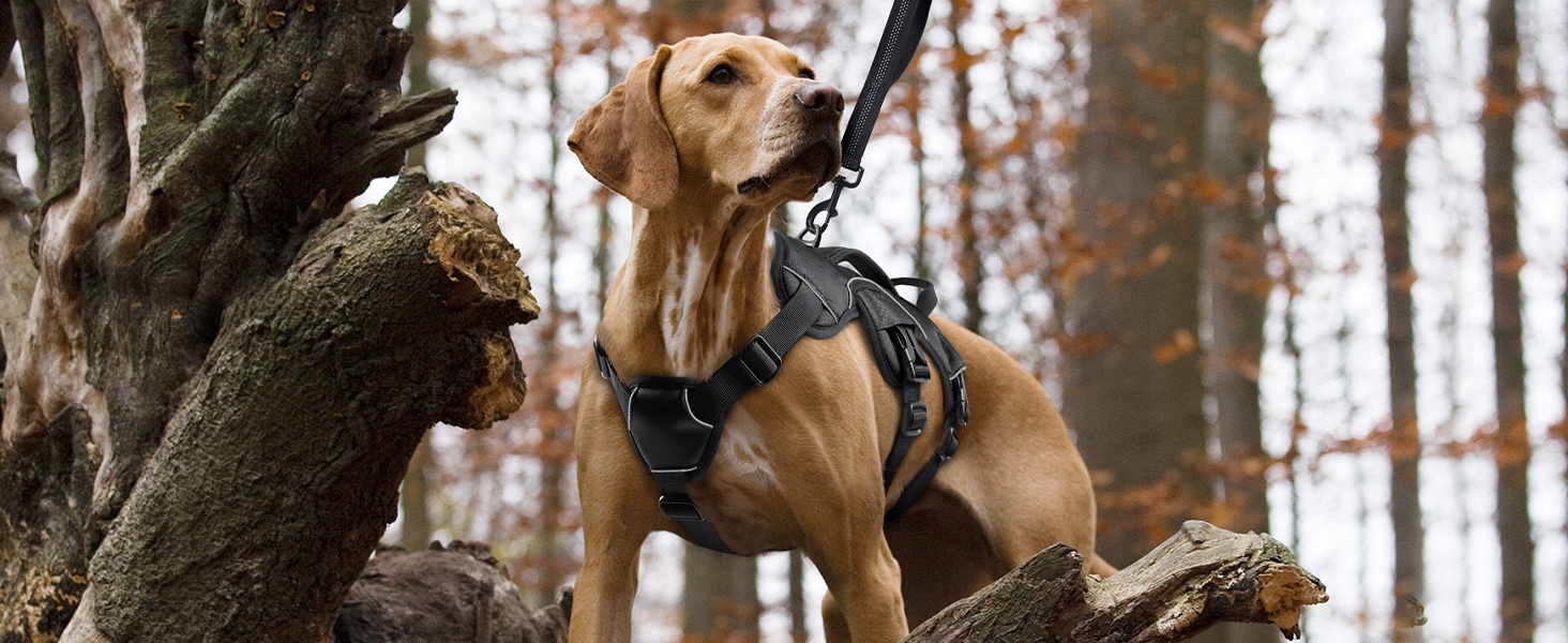 dog harness for dogs that are easy to use