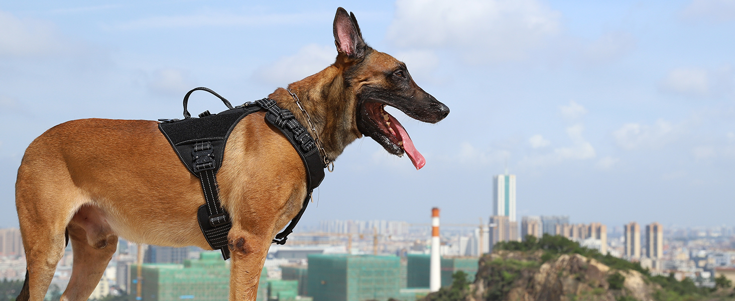 dog harness black