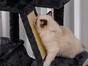 cat tree