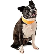 CoolerDog Hi-Vis Dog Cooling Collar - Orange Reflective Re-Freezable Ice Collar (Small)